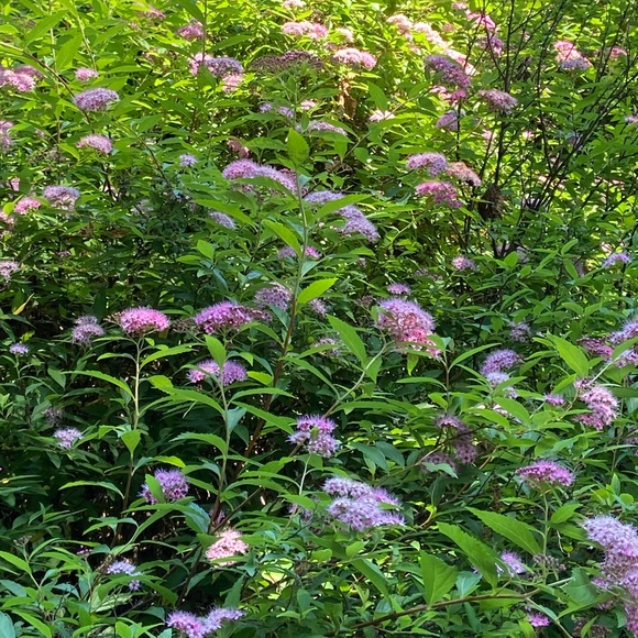 Donated 2021 cut zipper back top small - Picture 2 of 9